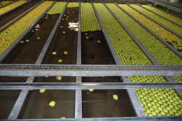 Canaux de précalibrage en station de conditionnement avec pommes